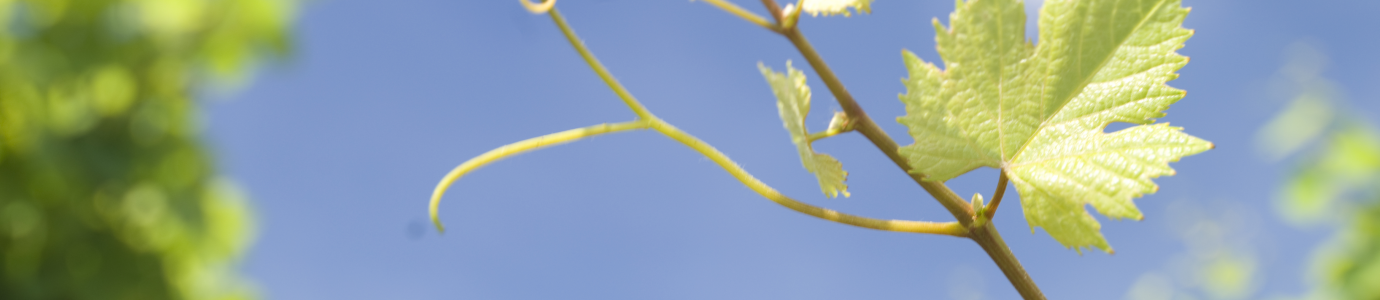 Unsere Rebsorten